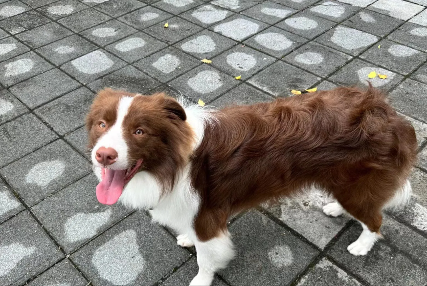 说说为什么不推荐养边牧犬？