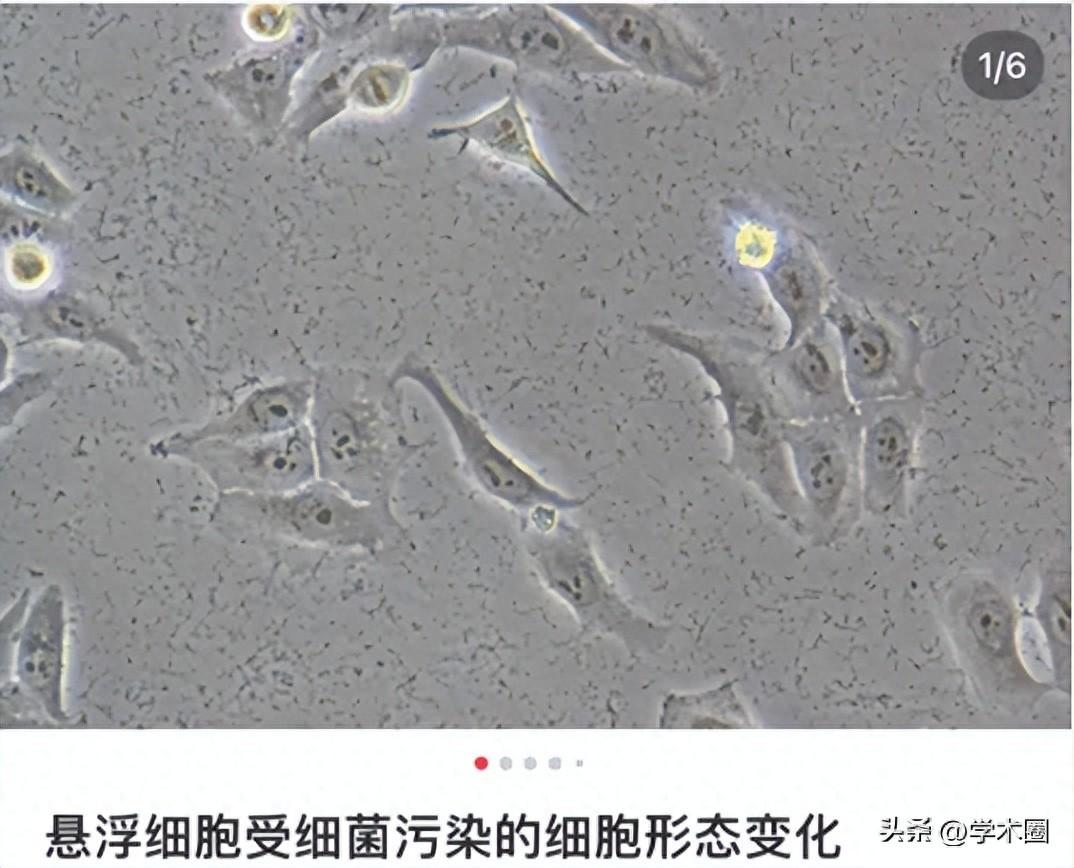 惨痛！研究生因用错细胞系，导致课题组被疯狂撤稿 ……